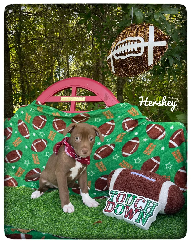 Hershey thumbnail 4