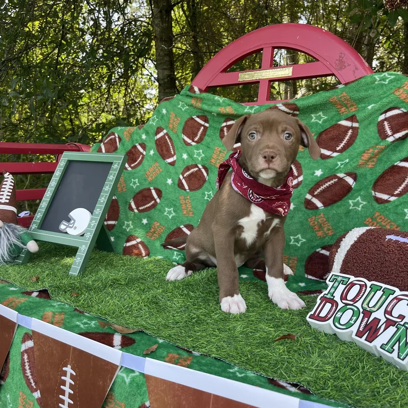 Hershey thumbnail 5