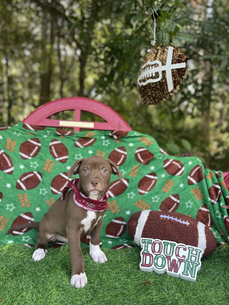 Hershey thumbnail 6