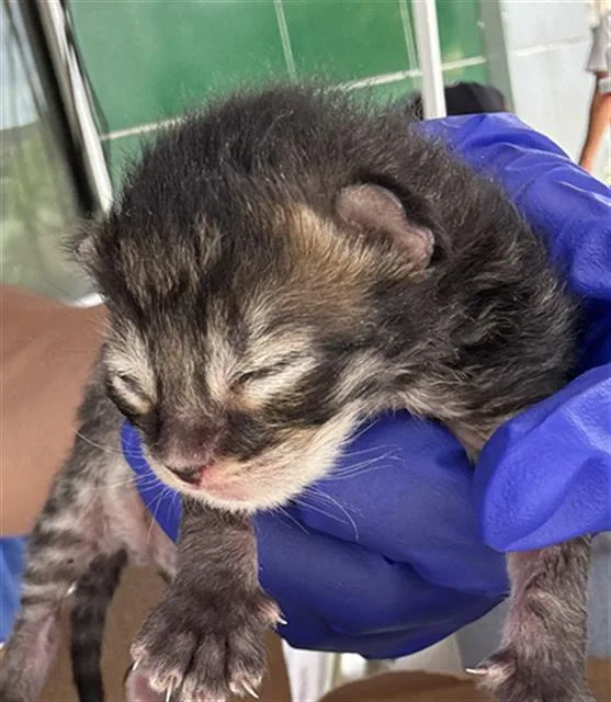A baby medium-sized male Domestic Short Hair cat named Tiger for adoption in Dallas, TX