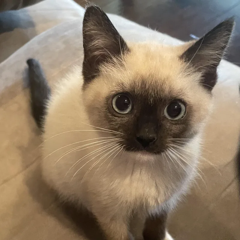 A baby small-sized female Siamese cat named Salad for adoption in Bentonville, AR