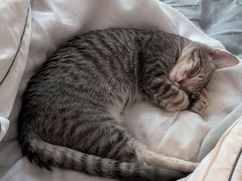 A baby medium-sized male Gray / Blue / Silver Domestic Short Hair cat named Rivington and Delancey for adoption in Brooklyn, NY