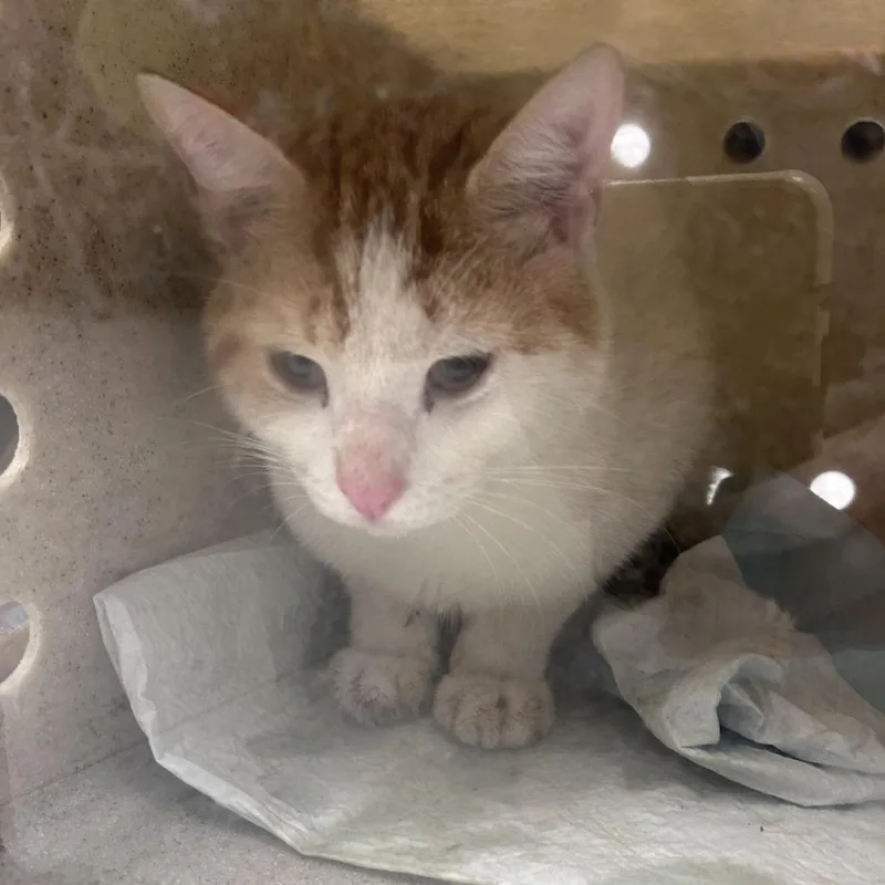 An adult medium-sized male Orange / Red Domestic Short Hair cat named Vermillionaire for adoption in Philadelphia, PA