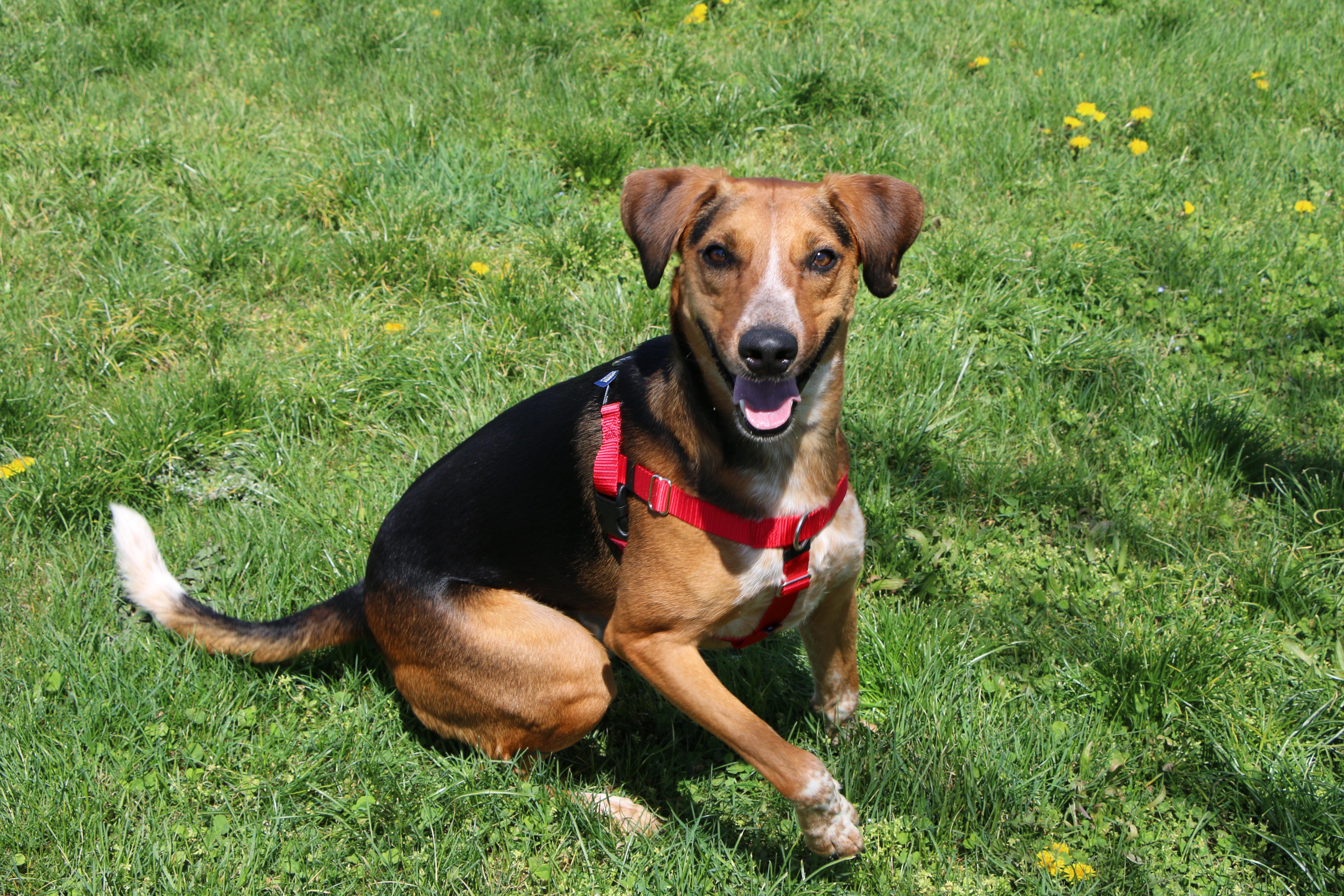 An adult medium-sized male Tricolor (Brown, Black, & White) Hound dog named Amelio for adoption in Charles Town, WV