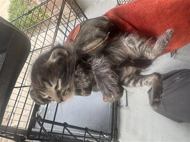 A baby small-sized male Domestic Short Hair cat named Binx for adoption in Houston, TX