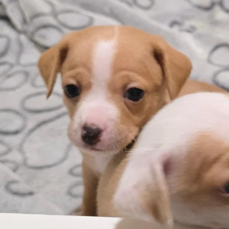 A baby small-sized male Yellow / Tan / Blond / Fawn Chihuahua dog named Liam for adoption in Boerne, TX