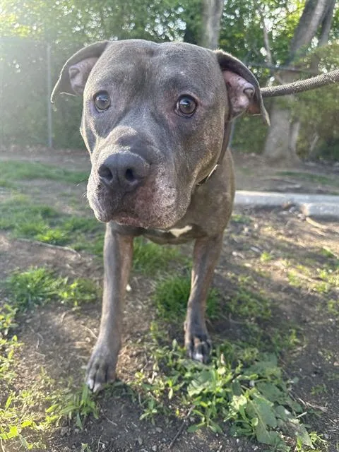 An adult medium-sized male American Bulldog dog named Sabroso for adoption in Indianapolis, IN