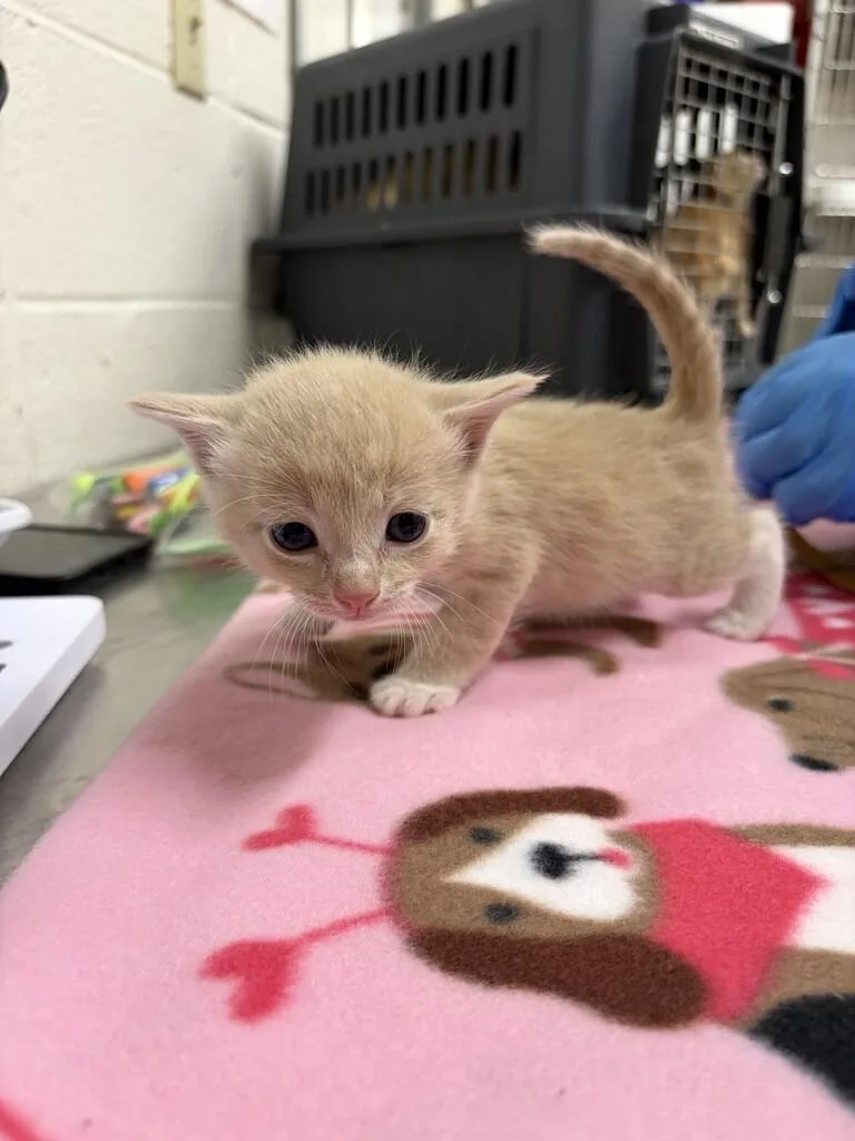 A baby medium-sized male Domestic Short Hair cat named Magnesium for adoption in Fruit Heights, UT