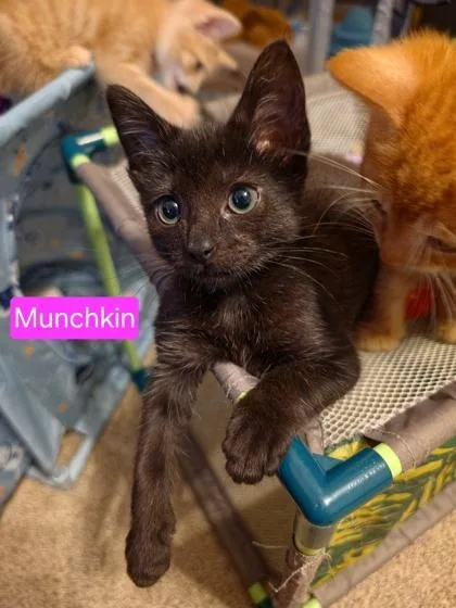 A baby small-sized female Domestic Short Hair cat named a MunchkinPetSmart Mt. Pleasant for adoption in North Charleston, SC