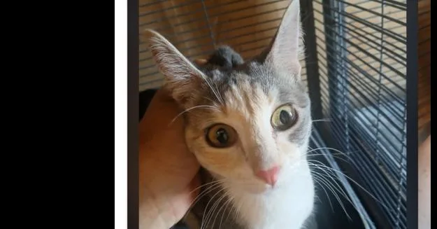 An adult small-sized female Domestic Medium Hair cat named Cupcake for adoption in Thatcher, AZ