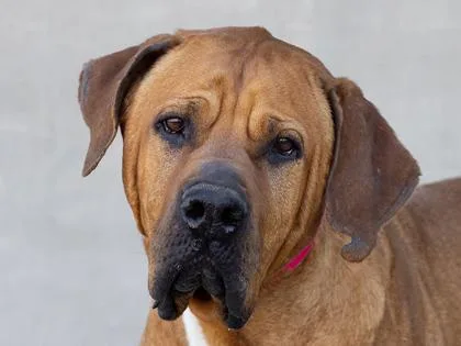 A senior large-sized female Mixed Breed dog named Ruth for adoption in Longmont, CO