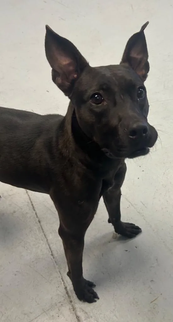 A young small-sized female Boxer dog named Veda for adoption in Greenwood, MS