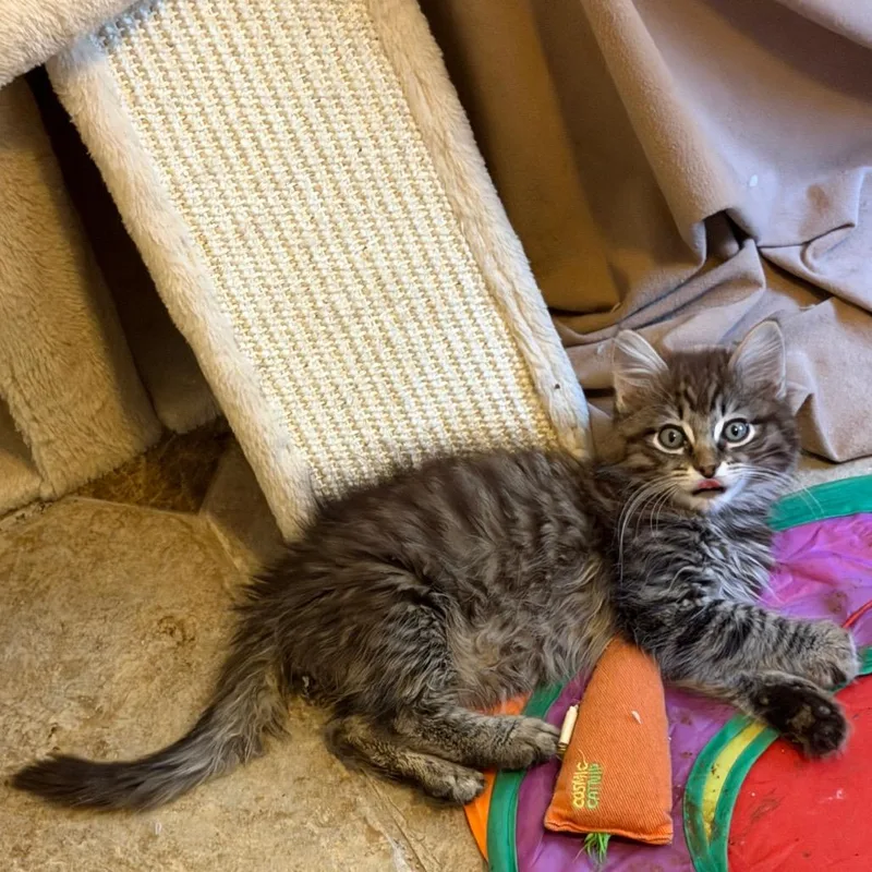 A baby small-sized female Brown / Chocolate Domestic Long Hair cat named Peony for adoption in Las Vegas, NV