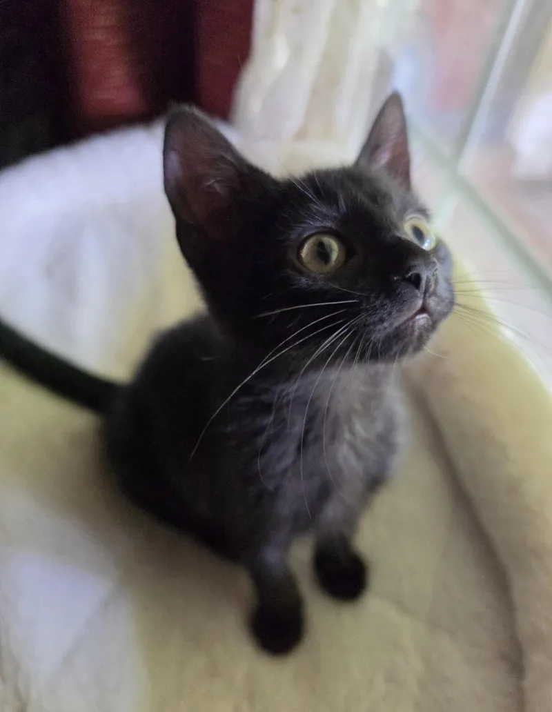 A baby small-sized male Black Domestic Short Hair cat named Ian for adoption in Nashville, TN