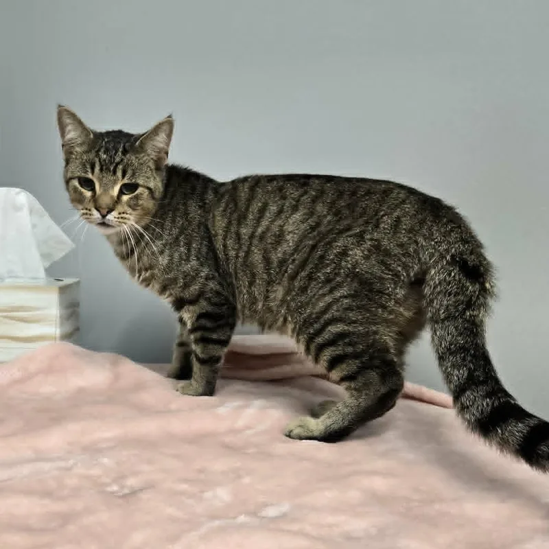 A young medium-sized male Tabby (Brown / Chocolate) Domestic Short Hair cat named Bock for adoption in Watertown, WI