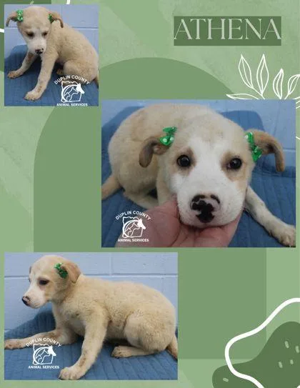 A baby medium-sized female Mixed Breed dog named Athena for adoption in Kenansville, NC