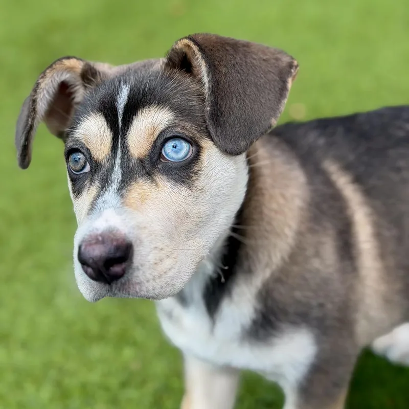 A baby large-sized female Black Siberian Husky dog named Petal for adoption in Gainesville, GA