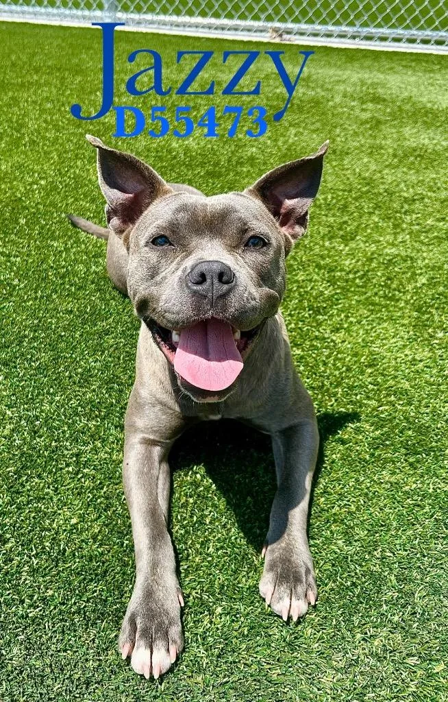 A young medium-sized female Pit Bull Terrier dog named Jazzy for adoption in Clarksville, TN