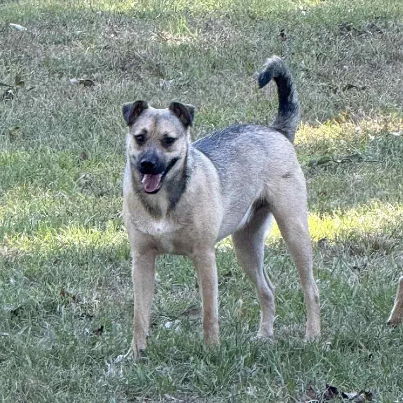 A young small-sized male Bicolor Jack Russell Terrier dog named Jasper for adoption in Spring, TX