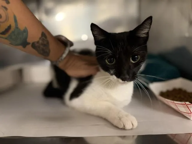 A young small-sized female Domestic Short Hair cat named Batgirl for adoption in Miami, FL
