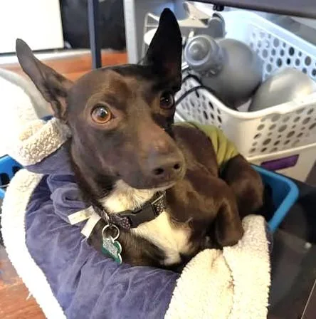 An adult small-sized male Brown / Chocolate Chihuahua dog named Gabriel for adoption in Eugene, OR