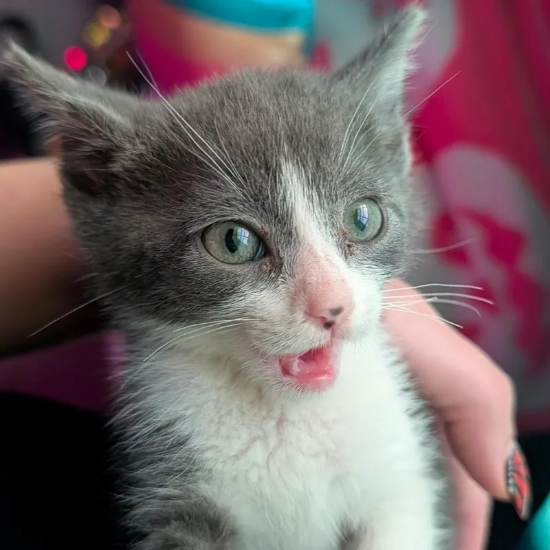 A baby medium-sized male Gray & White Domestic Short Hair cat named Baby Ruth for adoption in San Diego, CA