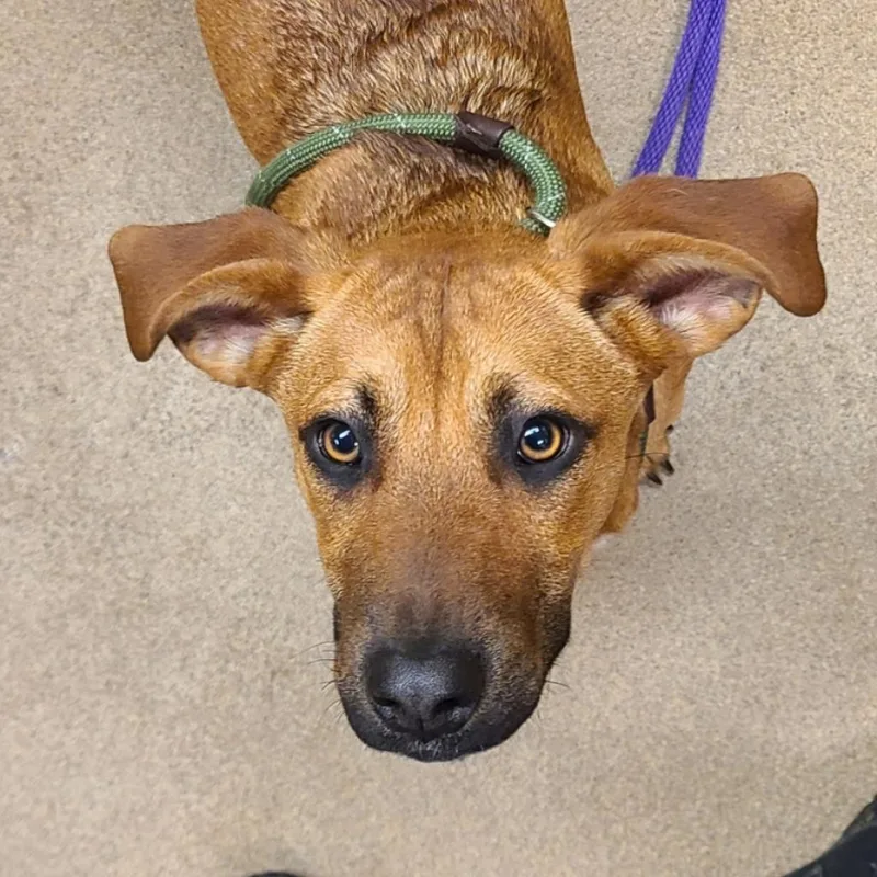 An adult medium-sized female Yellow / Tan / Blond / Fawn Mixed Breed dog named Adele for adoption in Chattanooga, TN