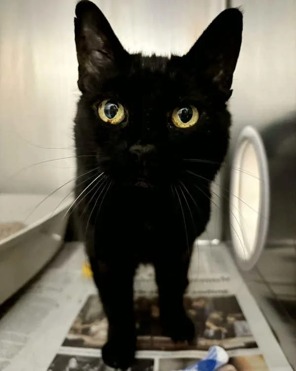 A senior small-sized female Domestic Short Hair cat named Felicity for adoption in Novato, CA