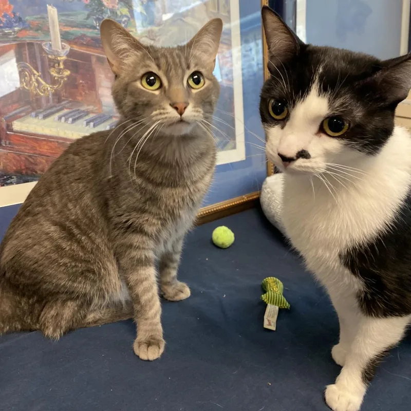 Duckling thumbnail 2