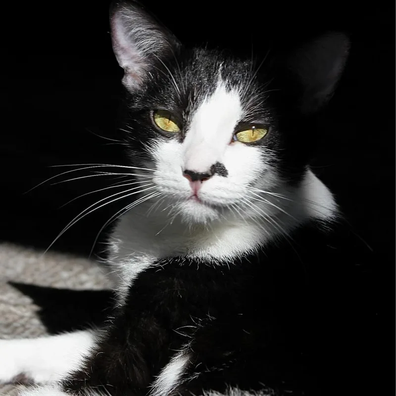 Duckling thumbnail 4