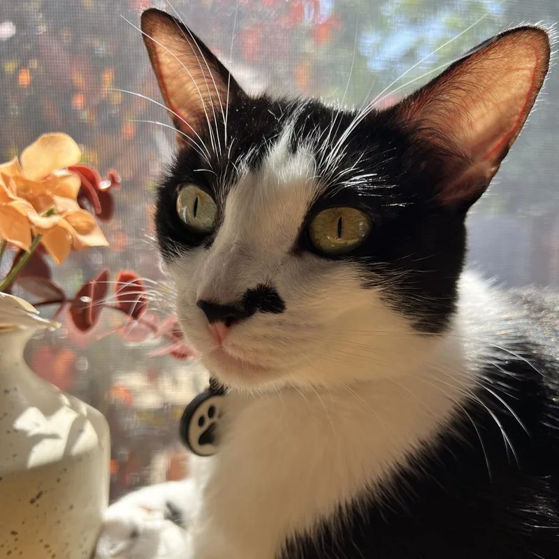 Duckling thumbnail 5