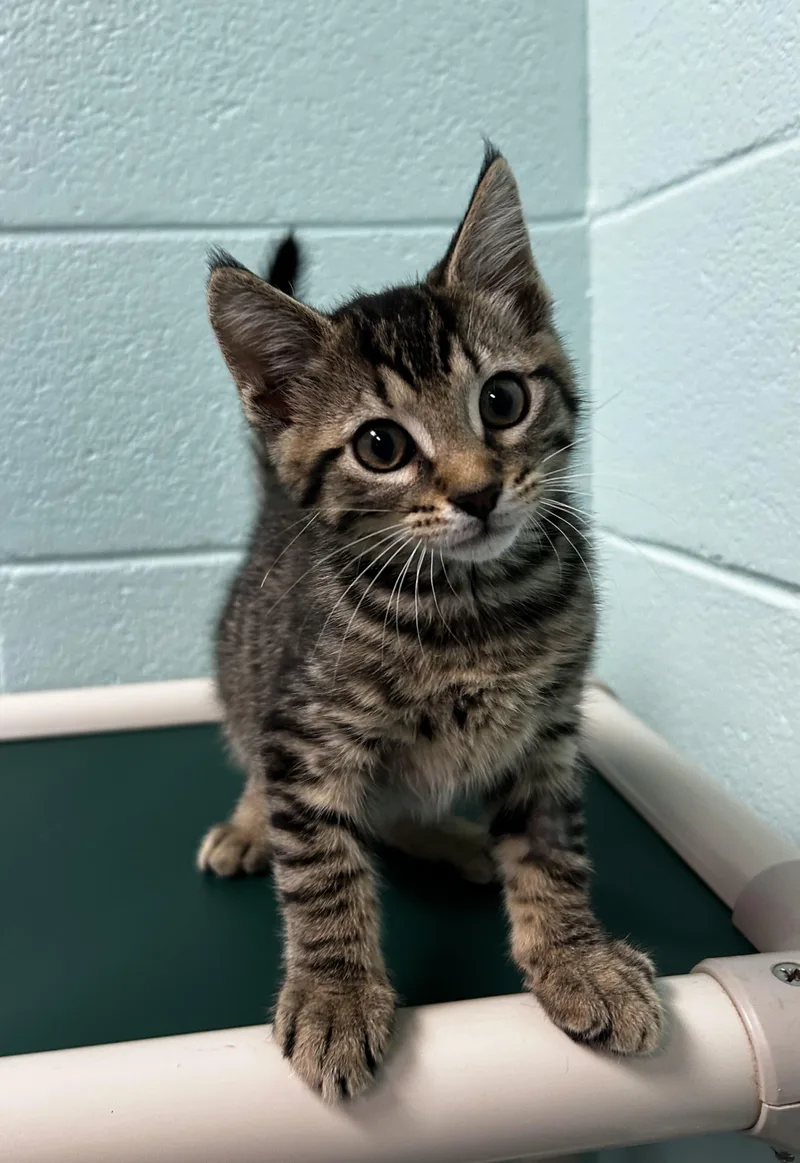 An adult small-sized male Domestic Short Hair cat named Rootbeer for adoption in Spruce Pine, NC