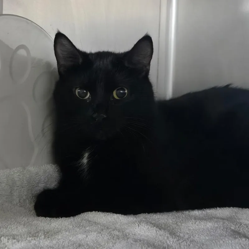 An adult medium-sized female Black Domestic Short Hair cat named Frittata for adoption in Evanston, IL