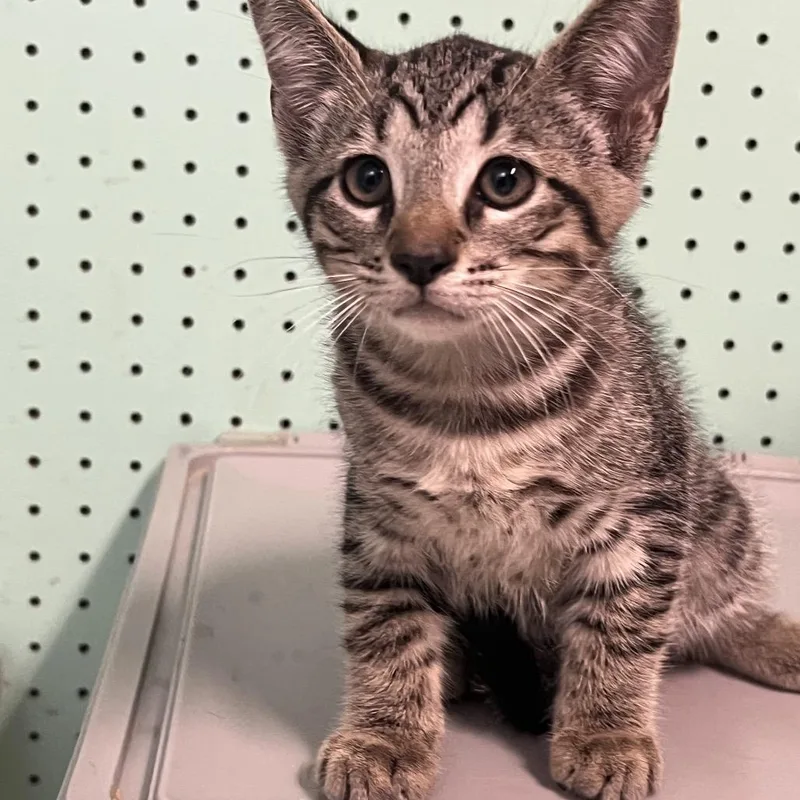 A baby small-sized male Gray / Blue / Silver Domestic Short Hair cat named Cashew for adoption in Hamilton, GA