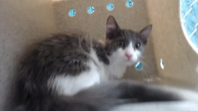 A baby medium-sized female Domestic Medium Hair cat named Barbi for adoption in Downey, CA