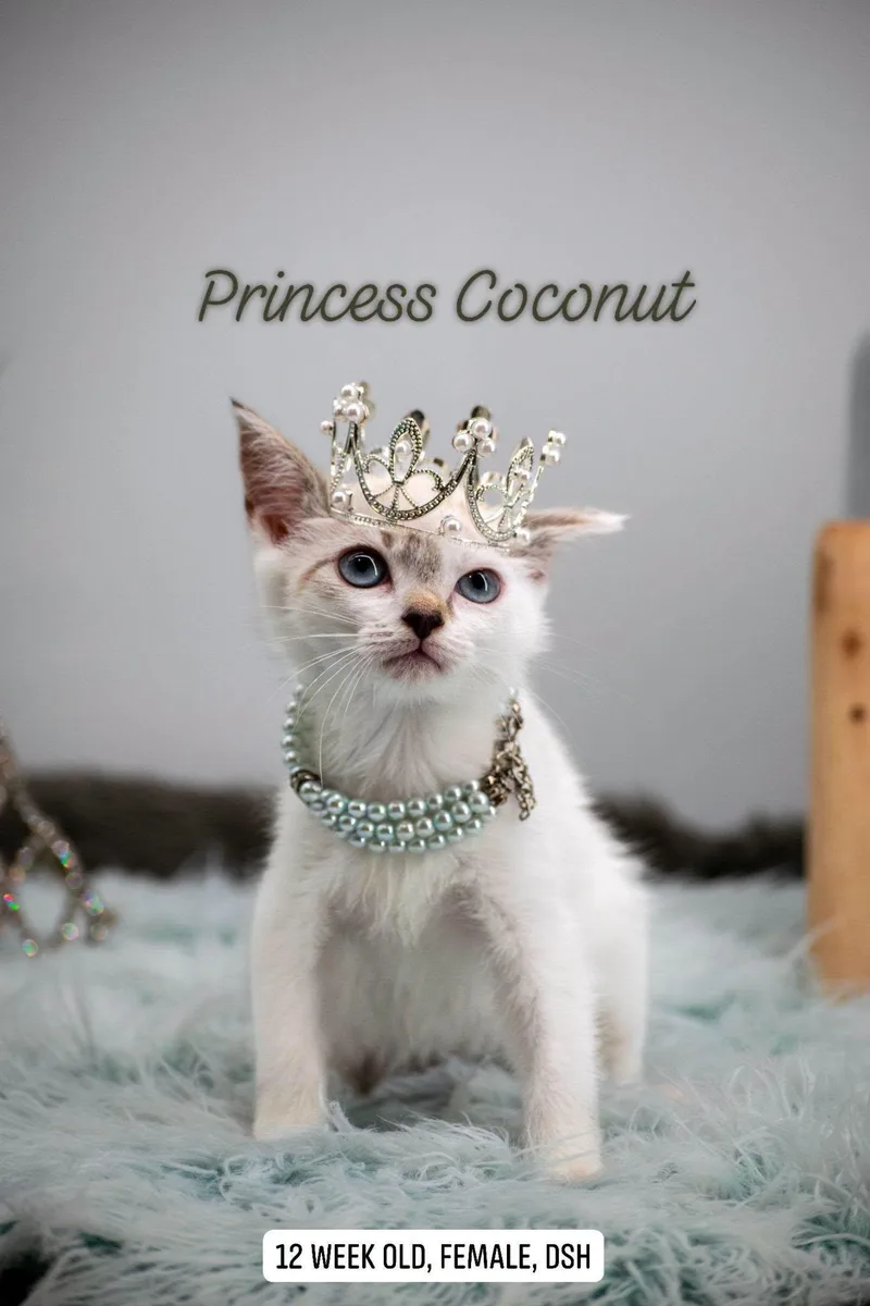 A baby small-sized female Gray & White Domestic Short Hair cat named Princess Coconut for adoption in Sevierville, TN
