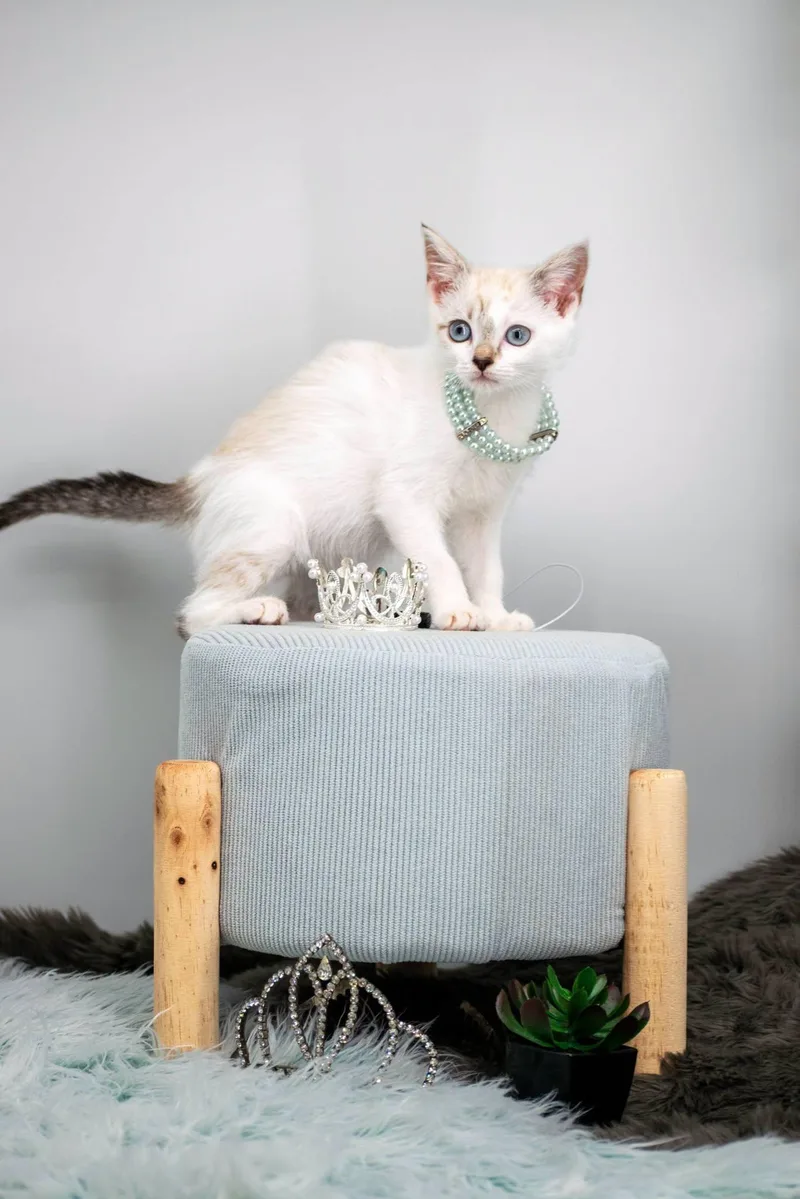 Princess Coconut thumbnail 2