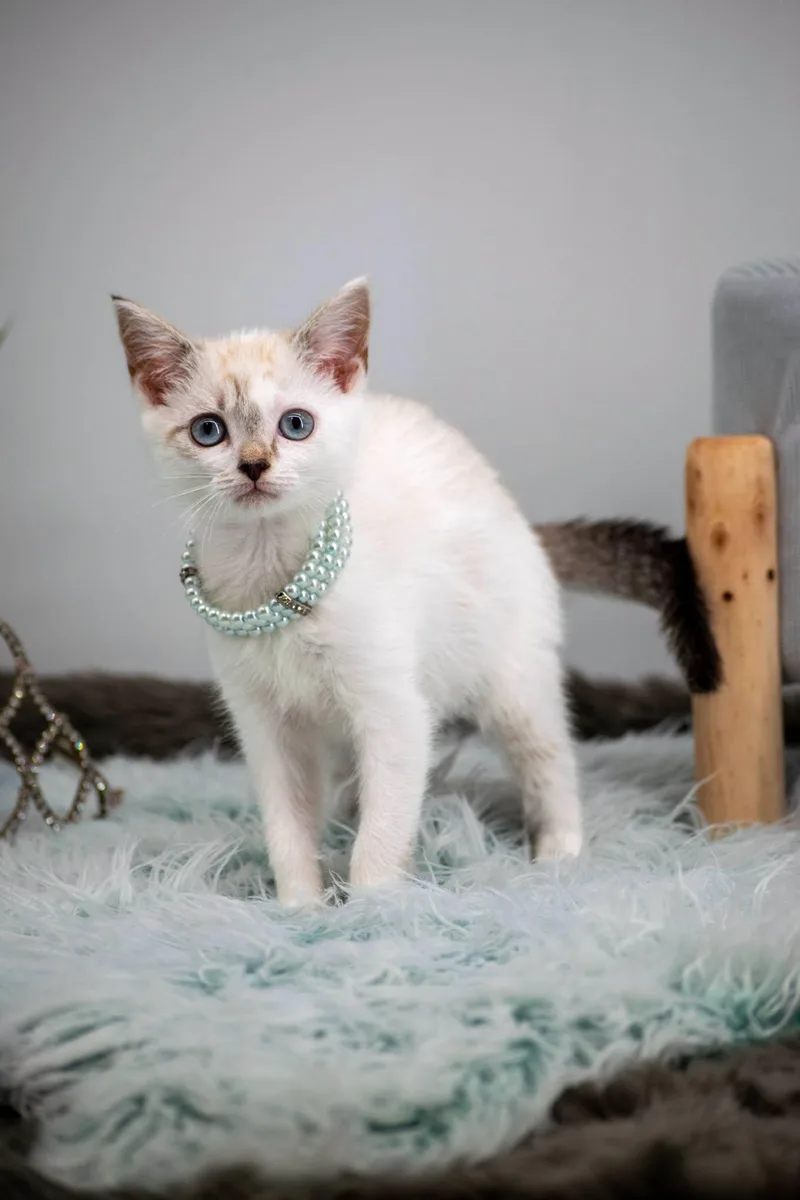 Princess Coconut thumbnail 3