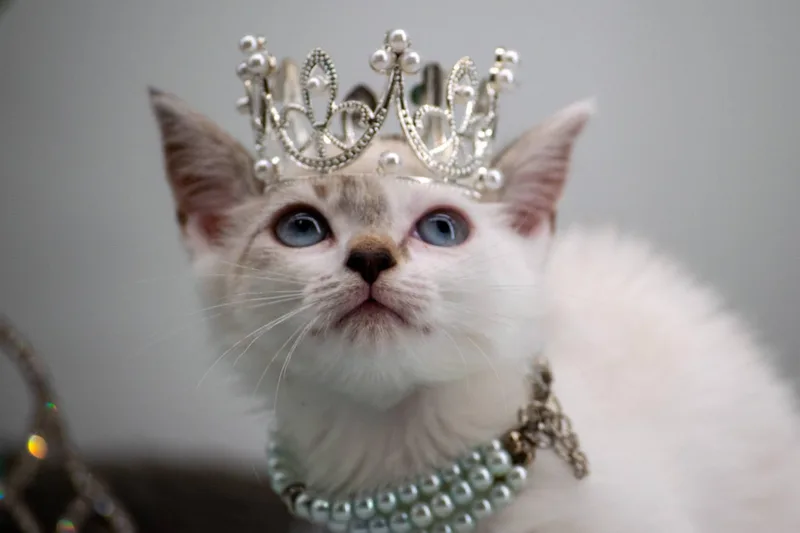 Princess Coconut thumbnail 4