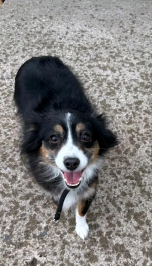 Callie  Toy Australian