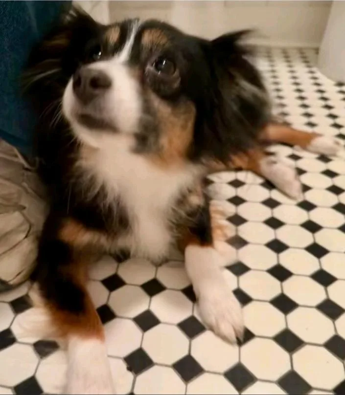 Callie  Toy Australian thumbnail 2