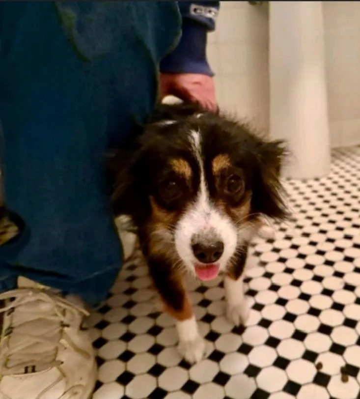 Callie  Toy Australian thumbnail 3