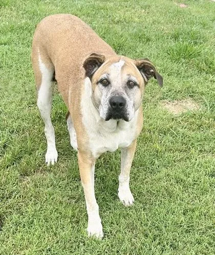 A senior large-sized female Apricot / Beige Mixed Breed dog named Cora for adoption in Georgetown, TX