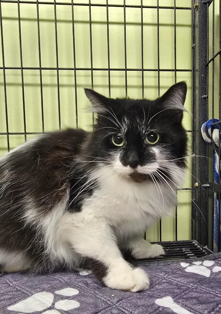 A young medium-sized female Domestic Short Hair cat named Magnolia for adoption in Auburn, IN