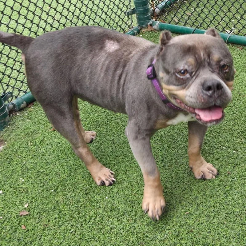 A senior medium-sized female Gray / Blue / Silver Terrier dog named Molly for adoption in LOXAHATCHEE, FL