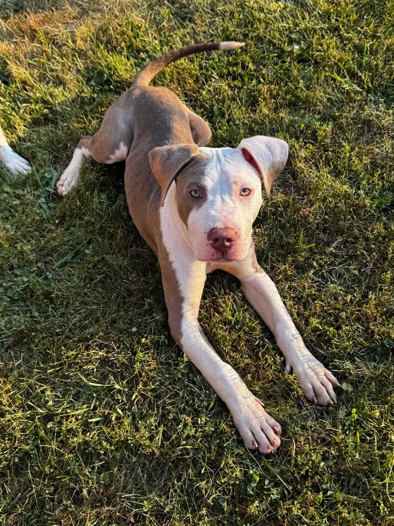 A baby medium-sized male Mixed Breed dog named Brasso for adoption in Detroit, MI