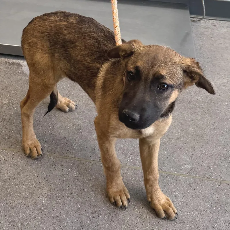 A baby medium-sized female Brown / Chocolate Mixed Breed dog named Prim for adoption in Las Cruces, NM