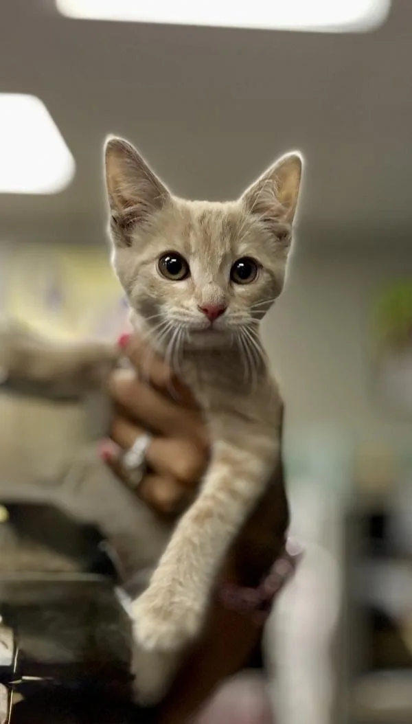 A baby medium-sized male Domestic Short Hair cat named Phoenix for adoption in Victorville, CA
