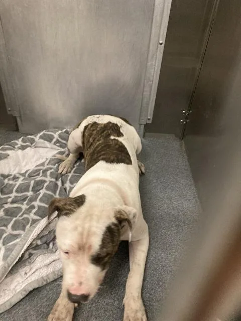 A young large-sized male Mixed Breed dog named Roger for adoption in Dallas, TX