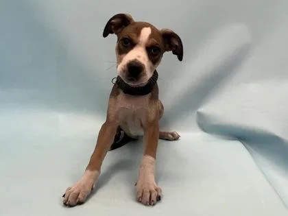 A baby large-sized female Pit Bull Terrier dog named Waldo for adoption in Coon Rapids, MN